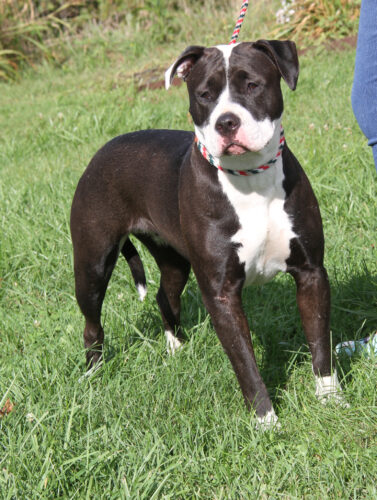 Adopt-a-pet: Kim